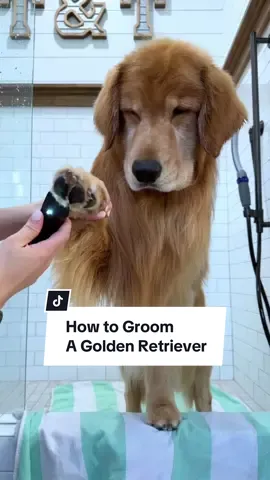 Don’t forget to scrub your butts 🍑 #ASMR #howtogroomyourdog #goldenretriever #dogsoftiktok 