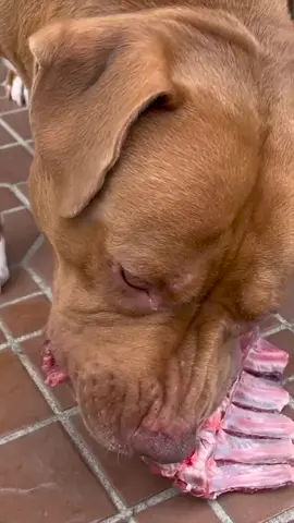 Adorable dog eats meat 　#dog  #eat #eating #mukbang #foryou #tiktok #fyp