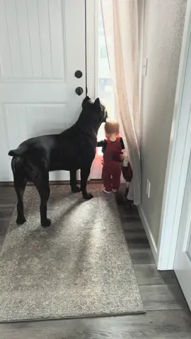 The way she fits right inder him 🥺 #canecorso #dogsoftiktok #dogandbaby 