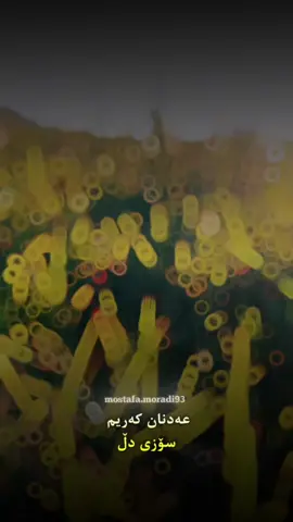 عەدنان كەریم_ سۆزی دڵ پەچەت لادە ببینم ڕووت ئەمن خۆ سەیری تۆ ناکەم لە ڕووی تۆ تێدەگەم یەزدان چلۆن نەخشی ئەنەخشێنێ کە تیشکی ڕۆژ ئەدا زاخاوی پرچی زەردی زێڕینت لەلام قەوس و قەزەح هیچ ڕەونەق و شەوقێکی نامێنێ #عەدنان_کەریم  #هەولێر_سلێمانی_دهۆك_ڕانیه_کەرکوک_زاخۆ  #mostafa_moradi  #Meme  #گۆرانی_کوردی 