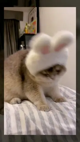 My kitten turned into a bunny in one second😂#pet #fyp #cat #catsoftiktok #cutecat #funnyvideos #cats 