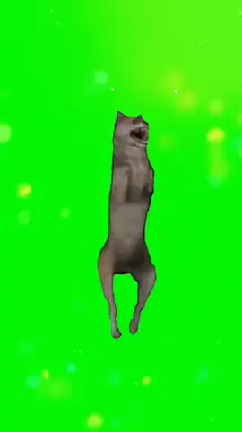 Let's see the Dancing Wolf Meme, Green Screen. Cùng xem chó sói nhảy, màn hình xanh,#viral ,#ancungtiktok ,#fyp ,#fpy ,#dog ,#dogs ,#lol ,#meme ,#edit ,#xuhuong ,#xh ,#viralvideo ,#foryou ,#short ,#capcut #cringe ,#greenscreen ,#green ,#laughing,#dance ,#trend ,#trending ,#wolf ,#wolfdog,#tet ,#2024 ,#happy ,#happynewyear