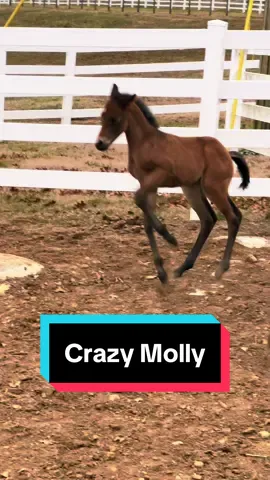 I felt like this sound embodied Molly🤣🐴 #maggieandmolly #foalsoftiktok #foalsof2024 #babyhorses #foalingseason 