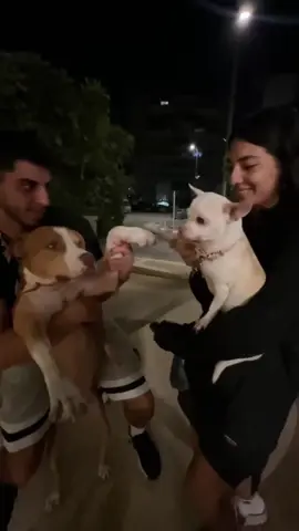 Niki the queen of the chihuahuas🫡❤️(ניקי אכן מחזיקה בצואר המוכבד של מלכת הציוואוואות) #fyp #chihuahua #nikiozeri #mreviatar #angrydog #dog #kuchikuchi #niki 