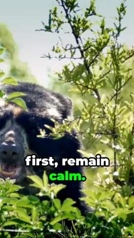 What to do if you encounter a black bear! #blackbear #dangerous #survivaltips #parkranger #nationalpark #nationalparktips #yellowstone