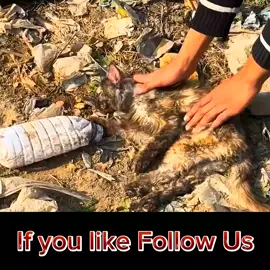 Animals Help and Rescue🫀👍@USA Network @Animal_Aid @International Rescue Committee #mustwatch #USA #animalsrescue #animalsrescuer #unfreezmyaccount #30million #views #horrygain #fyp #foryou #viralvideo #pataki  #foryoupage #janwarunkailaj #animals #rescue #homelessanimalsrescue  #welcome2024 #tiktokindia #tiktok #unitedstates #untedkingdom #catsrescue #cats #homelesscats #homelessanimalshelp #catshelp 