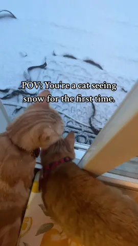 Mac is from FL and this is Cheese’s first winter!!❤️❄️ #orangecatsoftiktok #orangecat #macattack #orange #macaroniandcheese #orangecatbehavior #orangecats #stopscaringme #cats #cat #snow #firsttimeseeingsnow #firstsnow #firstsnowfall #snowandcats 