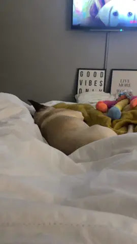 Poor boy shit himself 😂😂😂 #ithinkilikethislittlelife #thislittlelife #fyp #frenchie #frenchbulldogs 