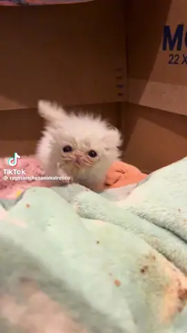 #wispthecat