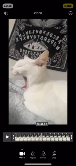 i push my fingers into myyyyyy EYESSSSS 😋 im not addicted to making these videos i swear, i only have loads in my camera roll 😚 #duality #slipknot #cat #catsoftiktok #singingcat #coreytaylor #vol3thesubliminalverses 