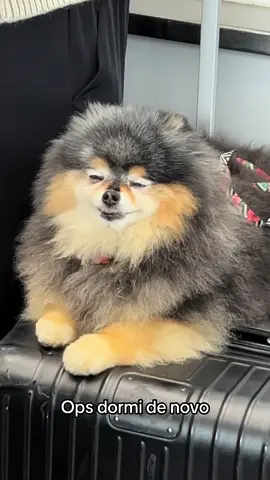 #tinky #cachorrosdotiktok #luludapomerania #viagempetfriendly 