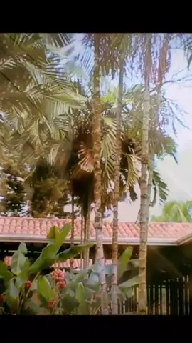 la tristeza 💛💙❤️ Reynaldo Armas 🤠🇻🇪🤠