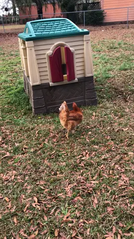 Tag! You’re it!! #bestie #dogsoftiktok #chickensoftiktok #playtime #PetsOfTikTok #animalcomedy #fyp 