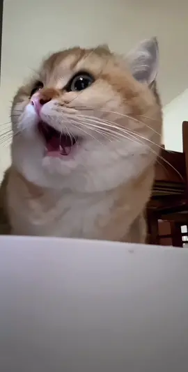 funniest reactions 😭 #fyp #fypシ #foryou #foryourpage #cat #catsoftiktok #cats #cute #funny #viral #fypシ゚viral #viralvideo #shock #scared 