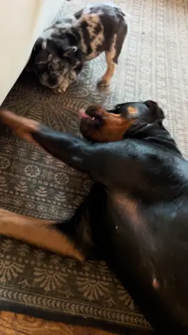 Who won? #fluffyfrenchie #rottweiler #dogsoftiktok #rottweilersoftiktok #viral 