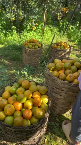 ပင်လောင်း လိမ္မော်သီးက အခွံပါးပါးနဲ့ အရသာချိုချိုလေး ပင်အိုသီးမို့ အရသာလေးလေးပင်ပင်လေးခ နေ့တိုင်းခူးတာမို့ လိုသလောက်ရပါမယ်နော်❤️❤️❤️