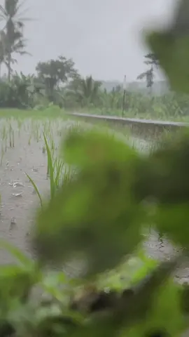 #hujanturun #hujan #rain #sheilaon7 