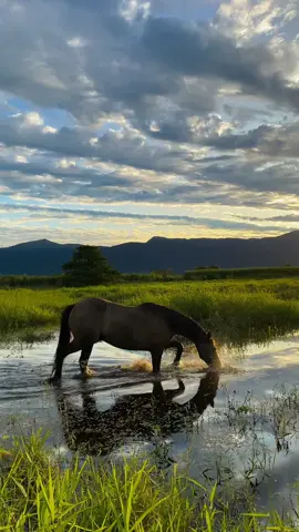 my favourite video ever  #horse#horses#equine#nature#beautiful#view#aesthetic#australia#beautifulnature#fyp#foryou#pretty#photography