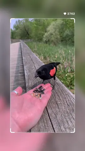 Red-winged Blackbird #asmr #natureasmr #asmrsounds #naturelovers #feedingbirds #nature #birds #reels #naturephotography #naturetherapy #naturetherapy🌿 #birdsofinstagram #birdphotography #birdlovers #birdfreaks #redwingedblackbird #natureisbeautiful #natureisamazing #natureisablessing