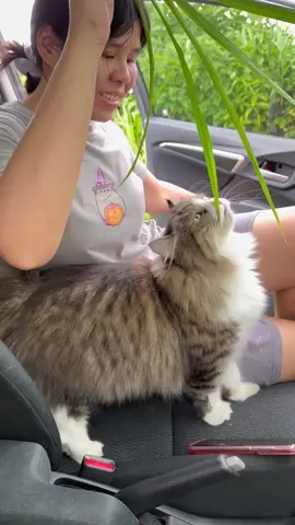 Feed MrDieDie #cat #cats #kitten #kitty #meow #catlove  #lovecats #catlife #catlover #pet #pets #instacat #catinsta #petinsta  #catinstagram #petinstagrams #猫 #ねこ #ねこ部 #猫好きさんと繋がりたい #ねこのいる生活 #neko #MrDieDie #fyp #貓咪 #catlovers #kucingtiktok #kucingku #kucingviral #kucingkusayang #cutecat #萌宠  #猫可愛い #funnycats #catfunnymoments #happycathappylife #fyp #pet 