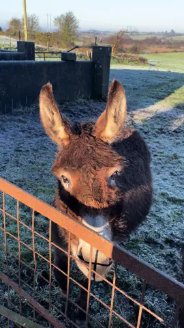 Snack time with the donkeys 🥕🥕🫏🫏🫏🫏🫏