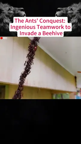The Ants' Conquest: Ingenious Teamwork to Invade a Beehive #foryou #animals #wildlife #animalsoftiktok #fyp #ant 