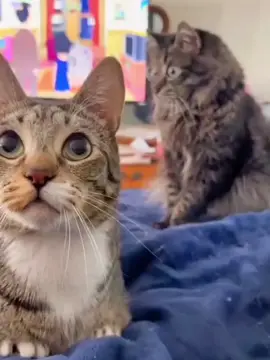 📽: @Ivartheincredibleblindcat 😂🐱  #funny #foryou #fyp #fypシ #basszukkiforyouba #tiktok #funnyanimals #funnyvideos #funny #animals #nekedbeszeretnemlatni  #foryoupage 
