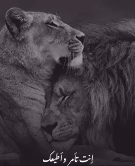 #fybbb #cupcate ##انت_تامر_وطيعك🌿❤️ #بعلبكيه☻🍃 #بعلبك #سوريه #لبنان #fypシ゚viral #explore #🖤✨ 