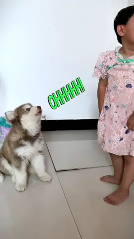 Dogs imitate humans in the most hilarious ways.#funny #dog 