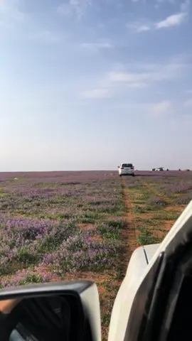 شوفة المحبوب والرّوض الخضر💜#الخزامى #القاعية🐪💜 #اكسبلور 