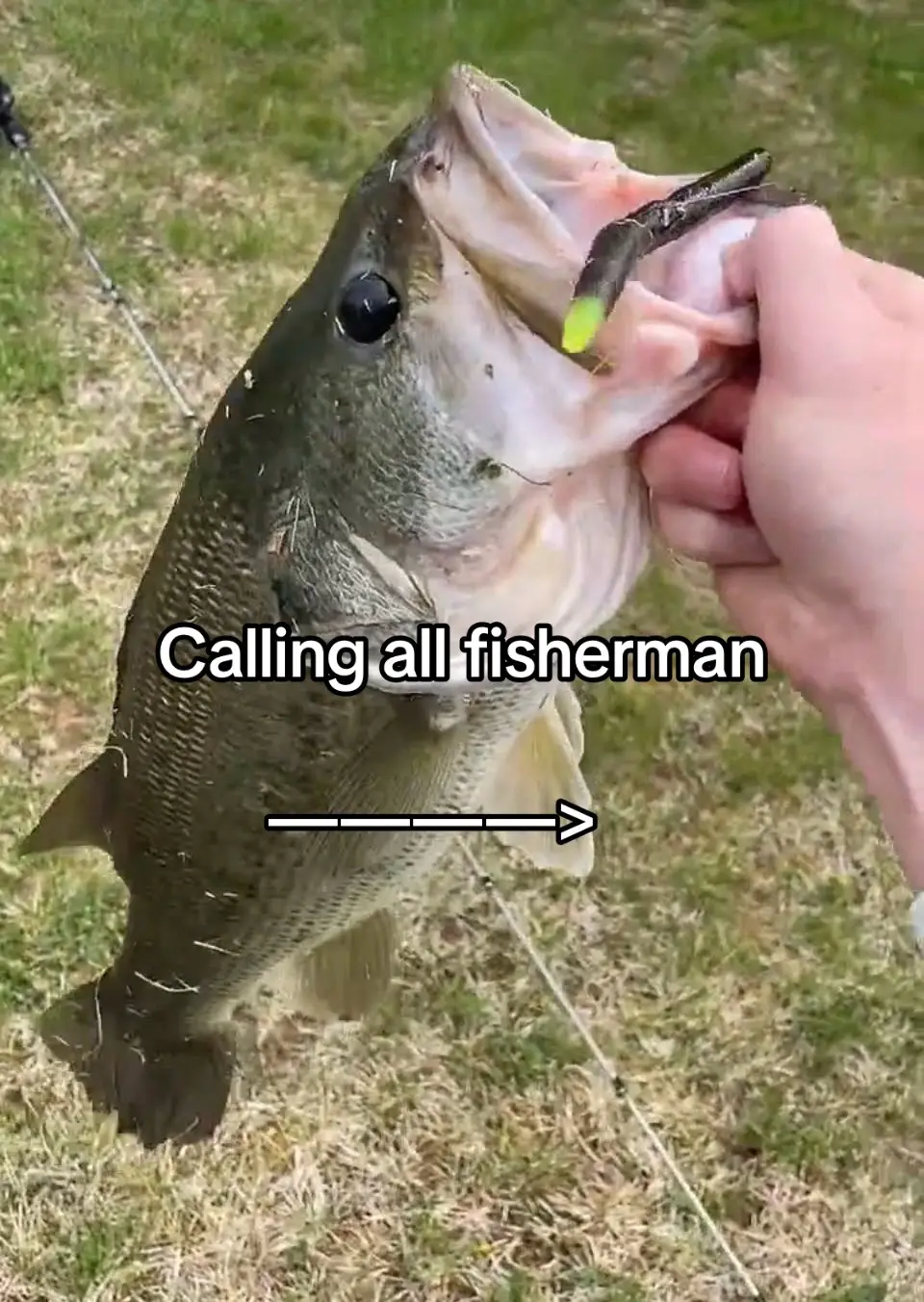 #fyp #fishtok #bassfishing #fishing #viral 