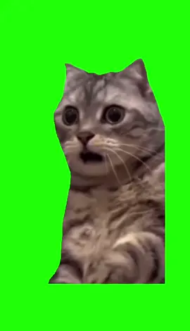 Shocked Cat Green Screen | Tags: #catmeme #CapCut #fyp #xyzbca