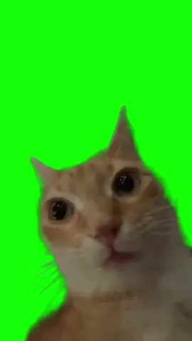 Staring Cat turns red Green Screen | Tags: #catmeme #fyp #xyzbca