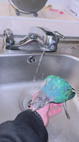 Bubbles having a little splash 💛@partycentralwildlife #parrot #parrotsoftiktok #fun #splishsplash 