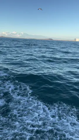 El mar siempre tranquiliza el corazón 🌊❤️‍🩹 #delfines #rockypoint 