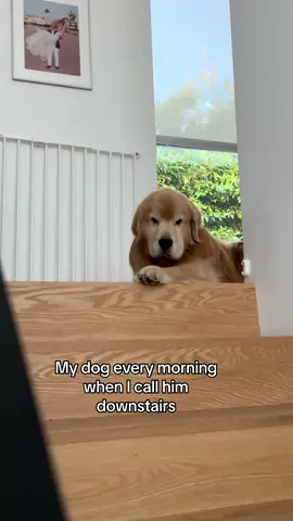 Maybe… later. #grumpydog #goldenretriever #cutedog #dogoftheday #mood 