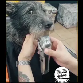 meu pimo Bigode fazeno a barba 😹 #dog #dogoftiktok #cachorro #cachorrosengraçados #barbearia 