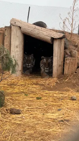 I wish i could stay inside when it snows too. 