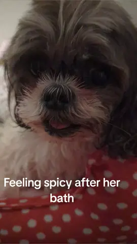 Found one tick on her and she got a bath and brushed with a fine comb. She hated every minute of this. The new puppy had rocks and the other pups have had a rough week 🤦🏻‍♀️  .  . #nonamepuppy #adoptdontshop #dogsfindme #2024dogs #genx #azinfluencer #shihtzu #shihtzusoftiktok #spicysophie #pennythepuppy 