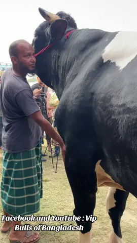 #TheHomeofGoruLovers #Cattle #Brahman #Holstein #Ranch #Cow #Bulls #BoroGoru #Gyr #CowsofTiktok  #agro #ranch #ranchlife #goru #borogoru #giantbull #hugebulls #cow #cowsofinstagram #sindi #bigbulls #Fyp #mks #shohagkhanmks #thehomeofgorulovers #guyWithTheBigCows #mahbullahkhanshohag @Shohag Khan @TikTok @TikTok Bangladesh  @TheHomeofGoruLovers 
