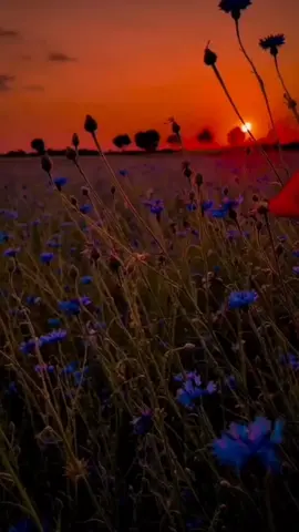 #hymns #fypシ゚viral #jesuslovesyou #capcut #foryou #gospelmusic #blessedlove 