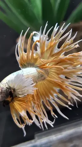 The Crowntail Dumbo  get your dream now🫶🛒 worldwide shipping✈️ ordering information, click the link in the profile👆👆 #betta #bettafish #bettatok #bettacrowntail #crowntail #crowntaildumboear 