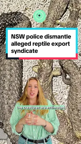 New South Wales Police have dismantled a criminal syndicate allegedly attempting to export over $1 million worth of Australian native lizards and other reptiles to Hong Kong #news #newsouthwales #hongkong #wildanimals 