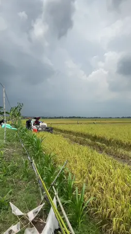 Mentahan #pedesaan #jawapride #sawah #persawahan #desa #fyp #panen #2024 #viral #trending #fypシ #fypシ゚viral #fyppppppppppppppppppppppp #tuban #jawatimur #nyore 