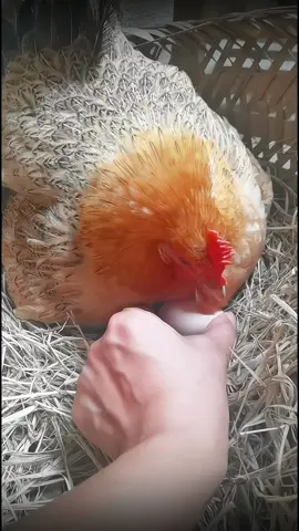 #pet #animals #viral #viraltiktok 