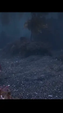 angel shark #fyp #shark #angelshark #viral 