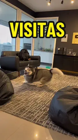 as visita precisau conhecê o modo turbo ⚡️ #cachorro #humor #doguinhosdotiktok 
