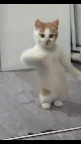 the cat dance #hadilao #dance #cutecat
