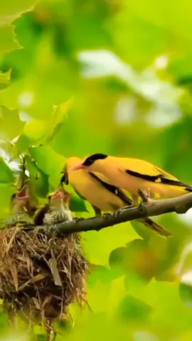 Burung Kepodang Di Alam Liar Tetap Lestarikan Jangan Sampai Punah✊ #fypシ  #burungkepodangemasgacor  #follow  #like  #viraltiktok 