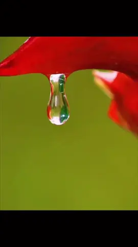 Beeutiful #bee #blyat #viral #foryou #fyp #fypシ #foryoupage 